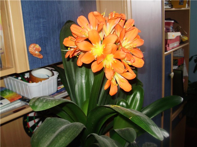 klivija